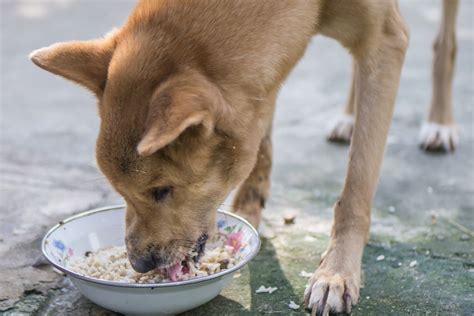 Diabetic dogs and those prone to weight gain should. Can Dogs Eat Rice?