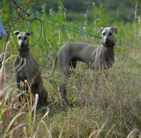 kanni dog dogs hound dog breeds dog facts