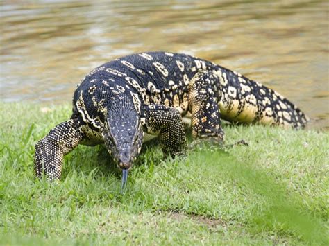 Asian Water Monitors Thrive In Palm Oil Plantations Reptiles Magazine