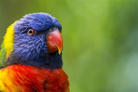 Macro Birds Animals Parrot Wallpapers Hd Desktop And