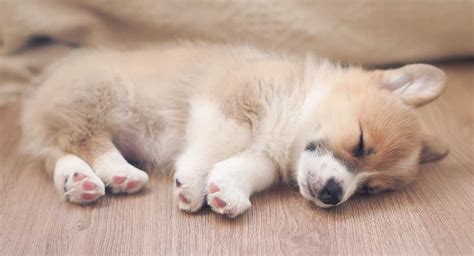 How To Get A Puppy To Sleep And Reclaim Your Quiet Nights