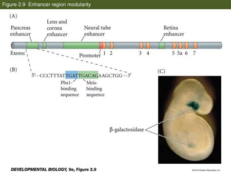 Ppt Figure 2 9 Enhancer Region Modularity Powerpoint Presentation Id 2596603