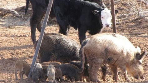 The American Cowboy Chronicles Texas Has A Feral Hog Problem