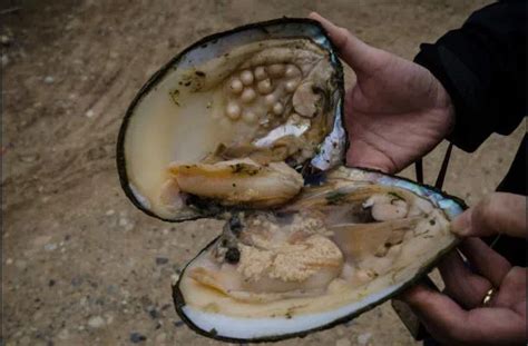 What Is Pearl Farming And How To Start It
