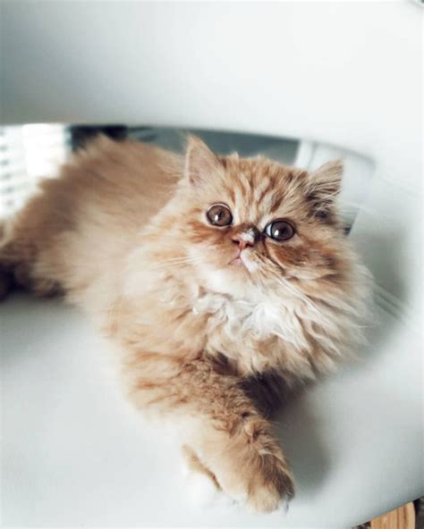 Persian Cats Are Known For Their Flat Faces And Silky Coats But There