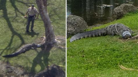 Giant Alligator Found Tied To Tree In Florida Neighborhood