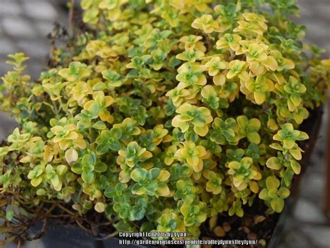 Photo Of The Leaves Of Creeping Thyme Thymus Doone Valley Posted By