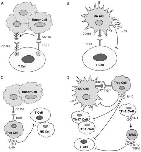 CD155 TIGIT A Novel Immune Checkpoint In Human Cancers Review