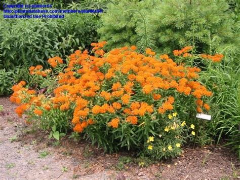 They also make it easier to view the butterflies! Florida - Native butterfly nectar and host plant (Monarch ...