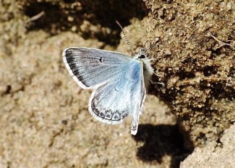 Arctic Blue Butterflies Of Dillberry Lake Provincial Park INaturalist