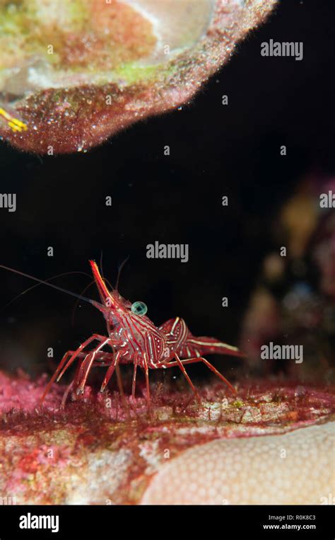 Shrimp Similan Islands Thailand Stock Photo Alamy