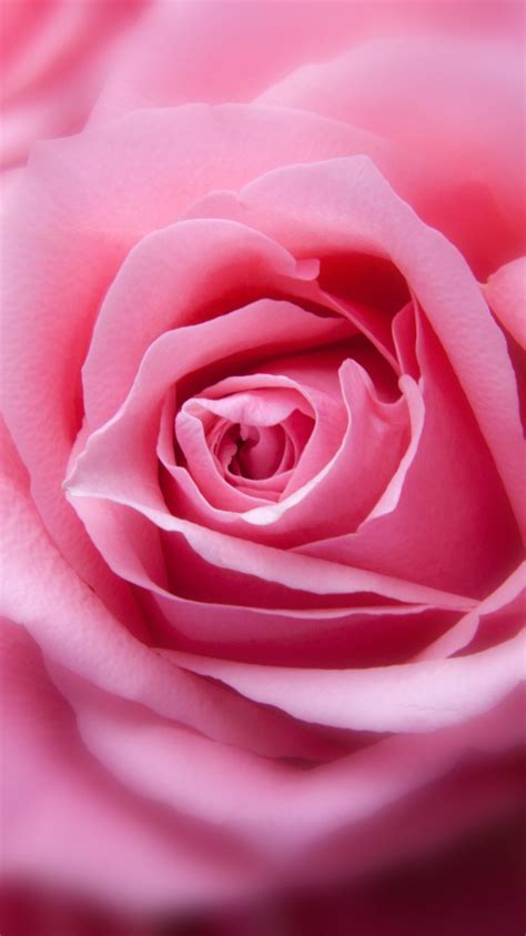 We handpicked the best pink backgrounds for you, free to download! Pink Rose Wallpaper 4K Background | HD Wallpaper Background
