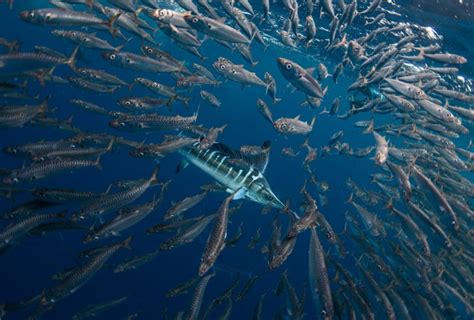 The Winners Of The World Oceans Day Photo Contest