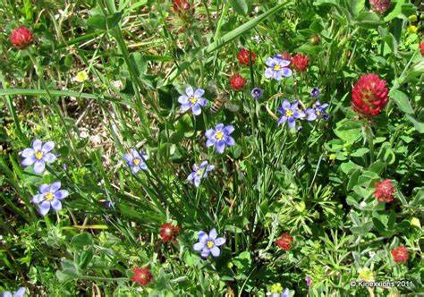 The species is heteroecious and holocyclic in continental. kinexxions: Oklahoma Wild Flowers