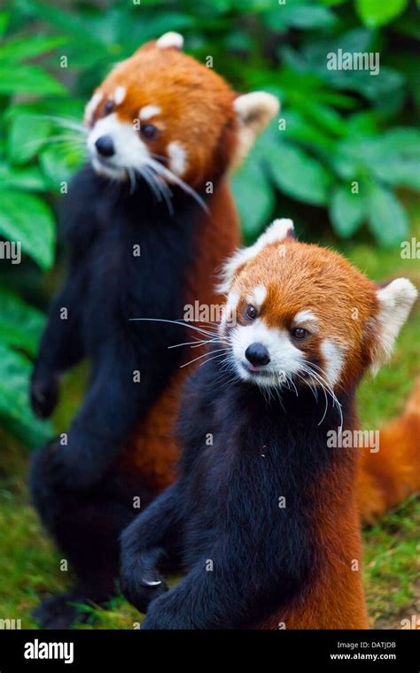 Little Red Panda Endangered Species Stock Photo Alamy