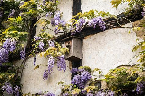 How To Grow Wisteria Vine Growing And Caring For Wisteria Vine