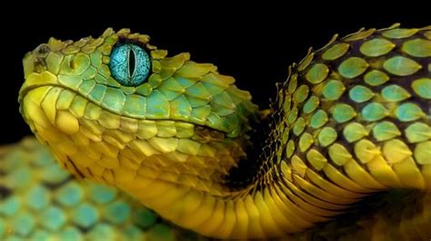 African Bush Viper 5k By Fortuneseeksthesun63 On Deviantart Snake