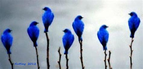 Seven Birds Of Blue Painting By Bruce Nutting Pixels