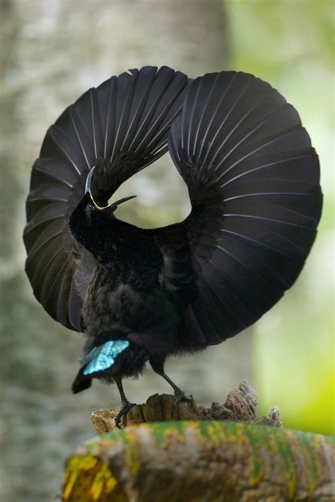 Bird Of Paradise Flaunting Its Feathers In A Mating Dance  In 2020