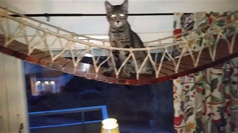 Personally,that would be the equivalent of crossing a bridge over a lake with crocodiles. How to build a hang bridge for cats. - YouTube
