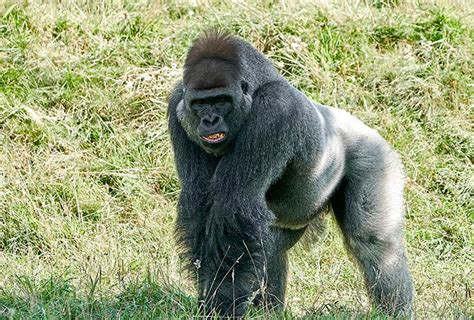 ¿cómo Se Comunican Los Gorilas ¡apréndelo Aquí Nubika