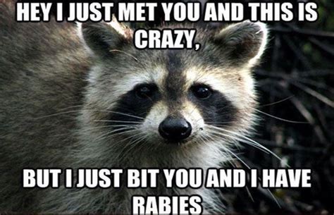 Hahahahahahahahahaha Funny Animal Quotes Funny Animal Memes