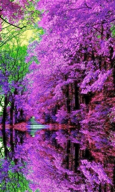 Expression Venusia — Purple Expression Beautiful World Beautiful