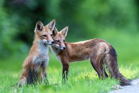 Red Fox Pups Photograph By Randy Zilenziger