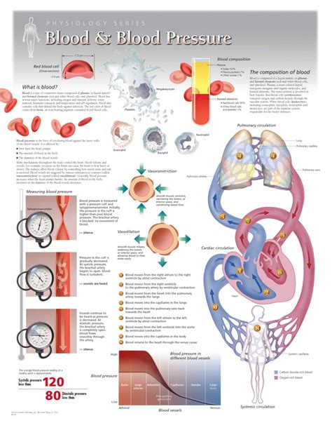 Blood And Blood Pressure Poster Clinical Charts And Supplies