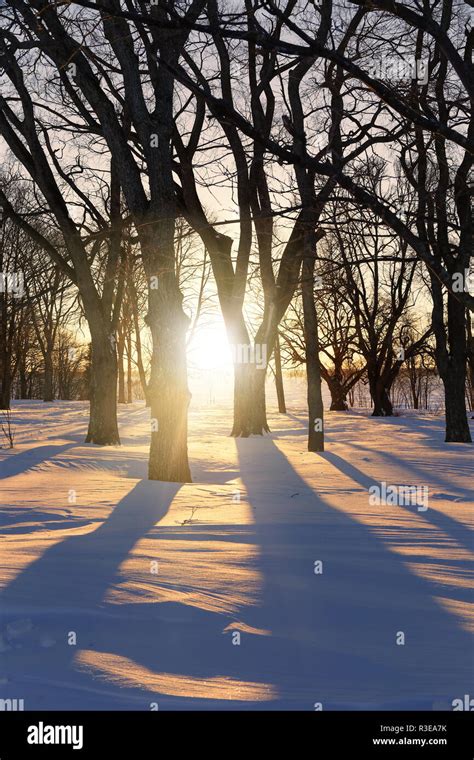 Tree Casting Shadow At Sunset Hi Res Stock Photography And Images Alamy