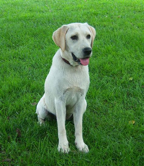 Two yellow labradors, if mated, will always have yellow puppies. White Labrador Dog 2 Free Stock Photo - Public Domain Pictures