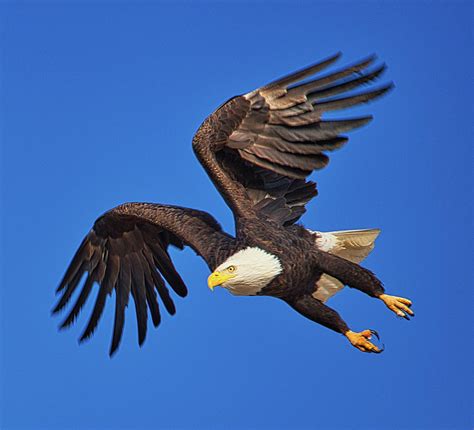 Bald Eagle Flying Wallpaper