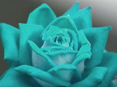 Turquoise Aqua And Teal Rose Color Meanings Flowers Beautiful Roses