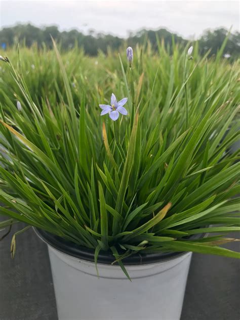blue eyed grass blue note 1g sisyrinchium angustifolium ‘lucerne latham s nursery