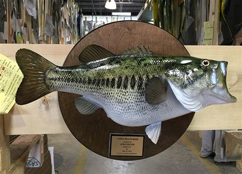 Largemouth Bass Fish Mount Mounted Fish Fish Trophy