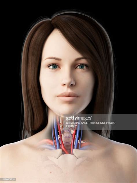 Throat Anatomy Illustration High Res Vector Graphic Getty Images