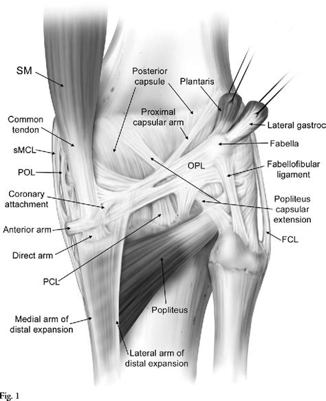 They are attached to the femur (thighbone), tibia (shinbone), and fibula (calf bone) by fibrous tissues called ligaments. Figure 1 from The anatomy of the posterior aspect of the knee. An anatomic study. | Semantic Scholar