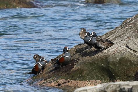Harlequin Ducks Histrionicus Histrionicus Flock Sitting On Coastal Rock
