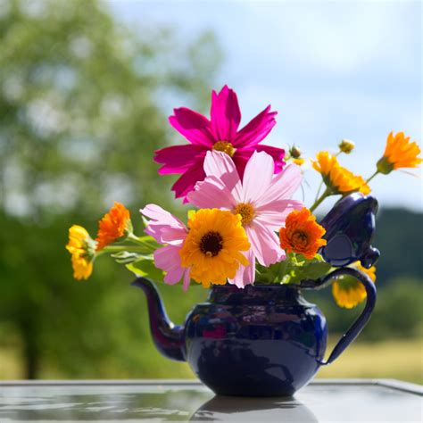 Make Your Cut Flowers Last Longer Laidback Gardener