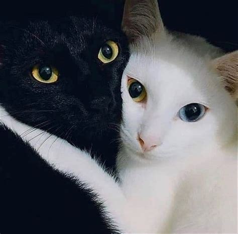 😻🖤 Cat Pet In 2020 Kittens Cutest Cats Rare Cat Breeds