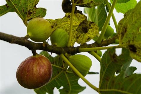 Bibit buah tin bisa didapatkan dengan dua cara. Cara Budidaya Buah Tin Dengan Sistem Cangkok - Agroindustri