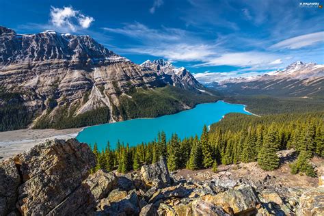 Viewes Peyto Lake Mountains Province Of Alberta Forest Banff