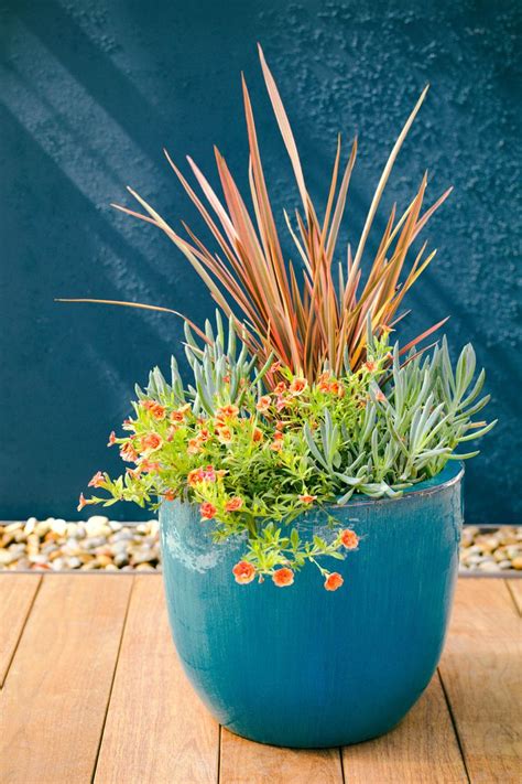 14 Low Water Container Plants Sunset Magazine Container Plants Low