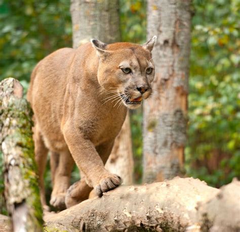 Cougar Sighting Reported Near Lanfranco Road In Kelowna