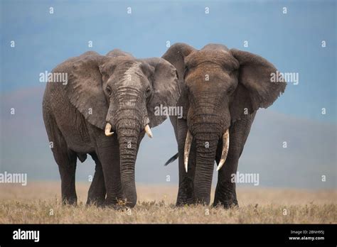 African Elephant Loxodonta Africana Two Large Males Ngorongoro
