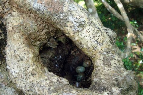 Kebanyakan burung murai batu selalu hadir diikutsertakan dalam even perlombaan burung kicau. Sarang burung murai batu di hutan ala Iman Sulaiman - OM KICAU
