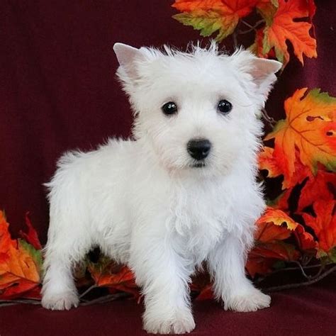 Today, westies are known for their distinct face fur, cocked head, and jaunty attitude. West Highland White Terrier Puppies For Sale | Austin, TX ...