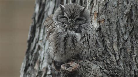 15 Stunning Examples Of Owl Camouflage Bored Panda