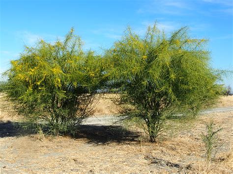 Parkinsonia Ntgovau