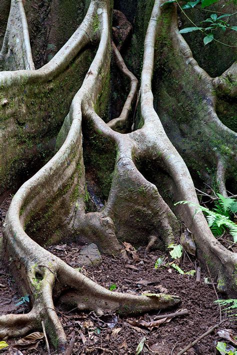 Detail Tree Roots Rain Forest Photograph By Dirk Ercken Pixels